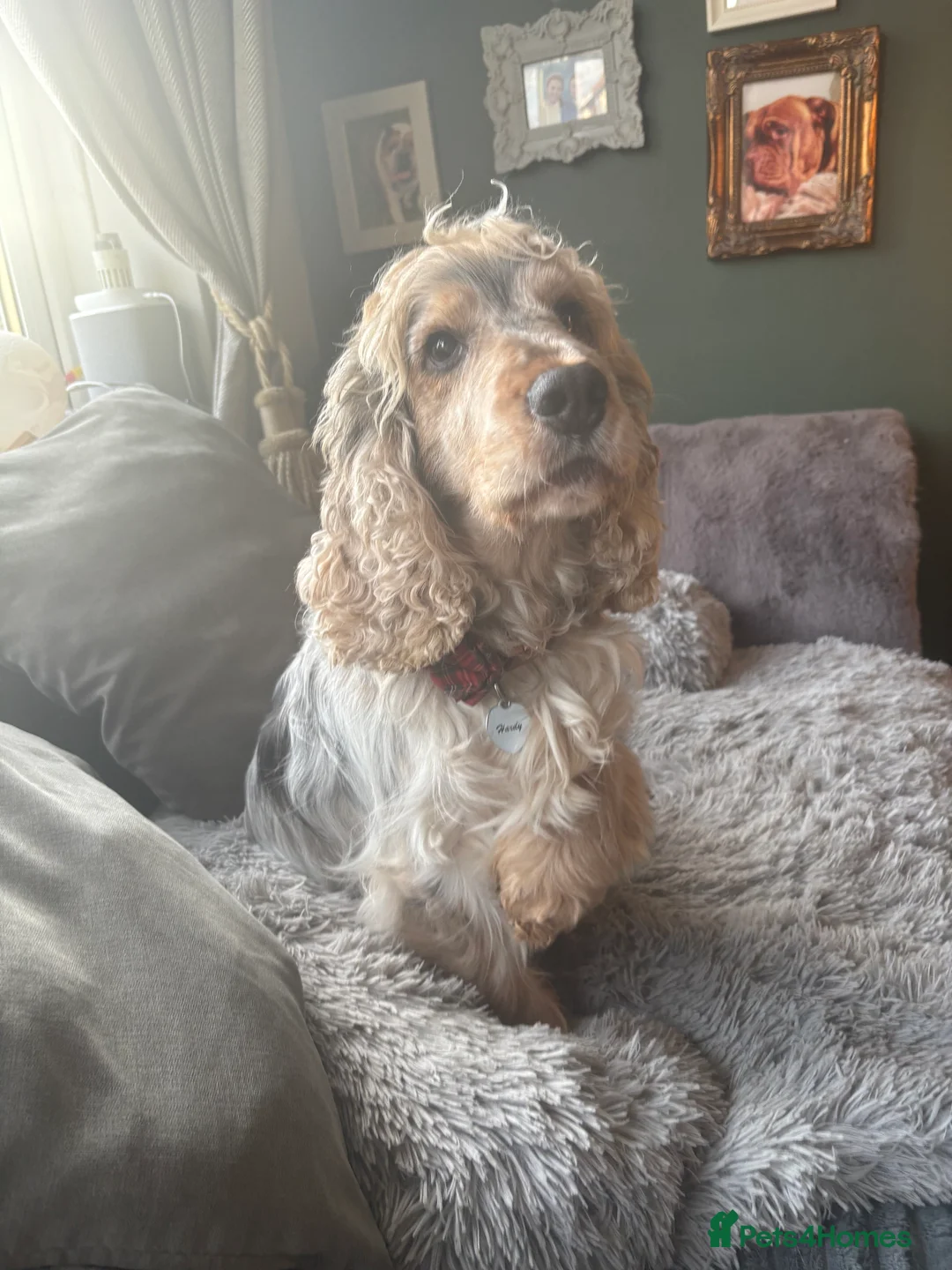 Cocker Spaniel dogs for sale: Stunning kc registered show cocker boy available - Advert 10