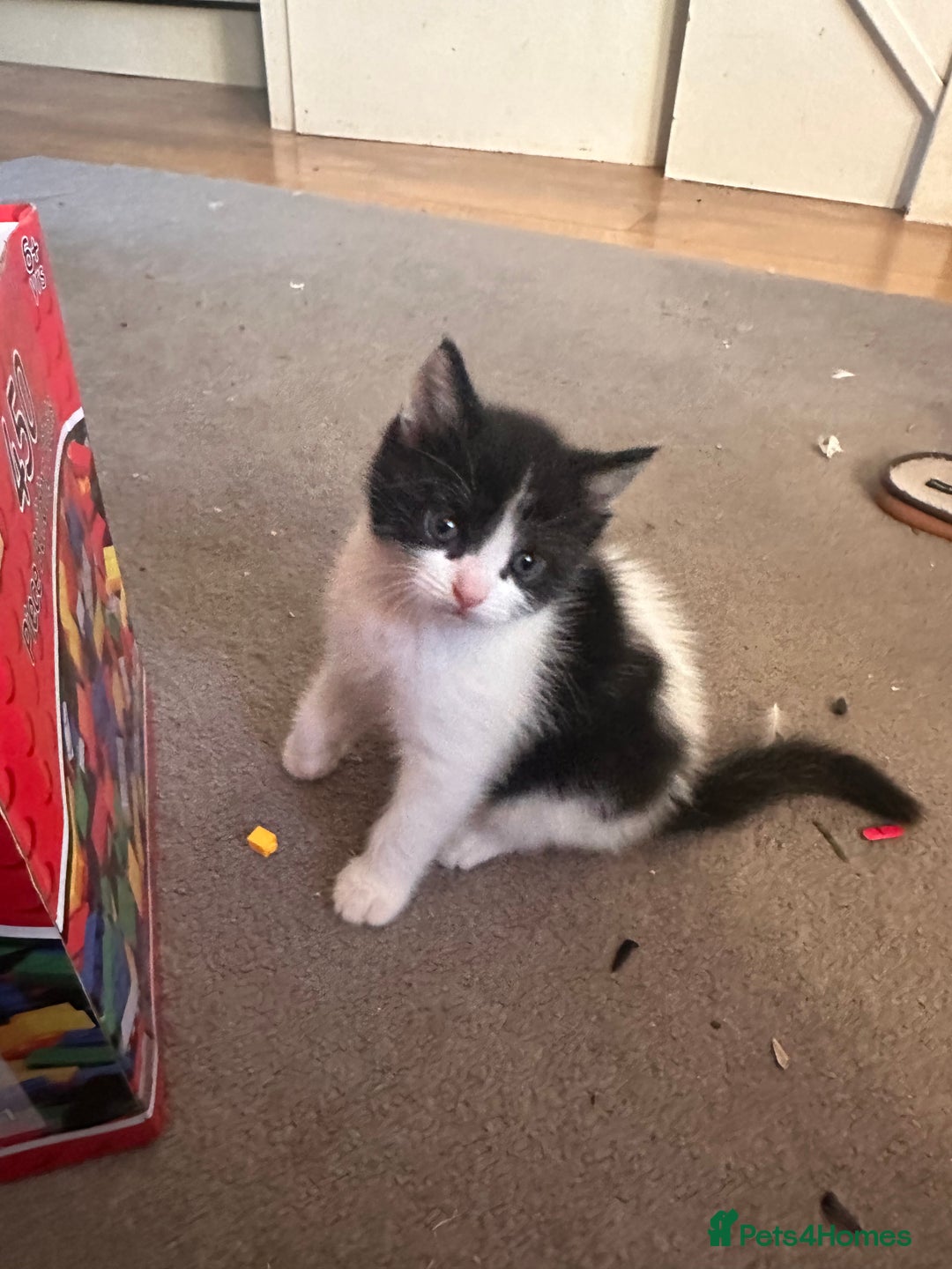 Ragdoll cats for sale: Adorable Ragdoll cross Male Kitten Available  - Advert 8