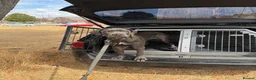 Cane Corso dogs for sale: Pure cane corso Male  - Advert 3