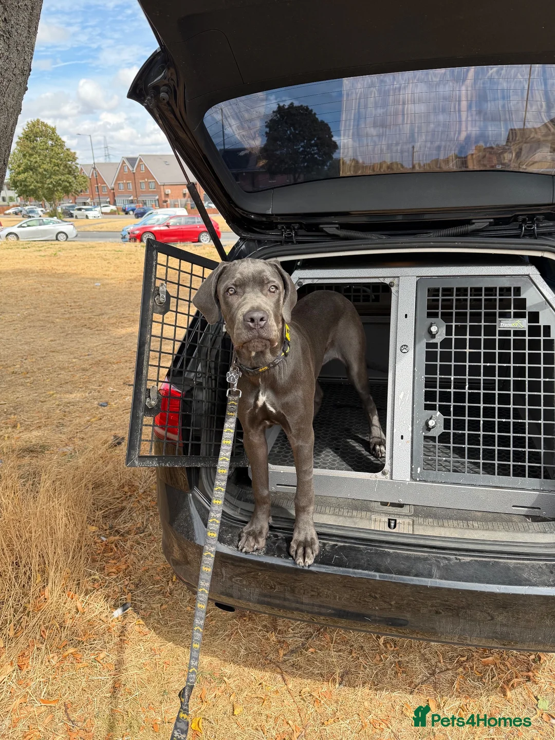 Cane Corso dogs for sale: Pure cane corso Male  - Advert 3