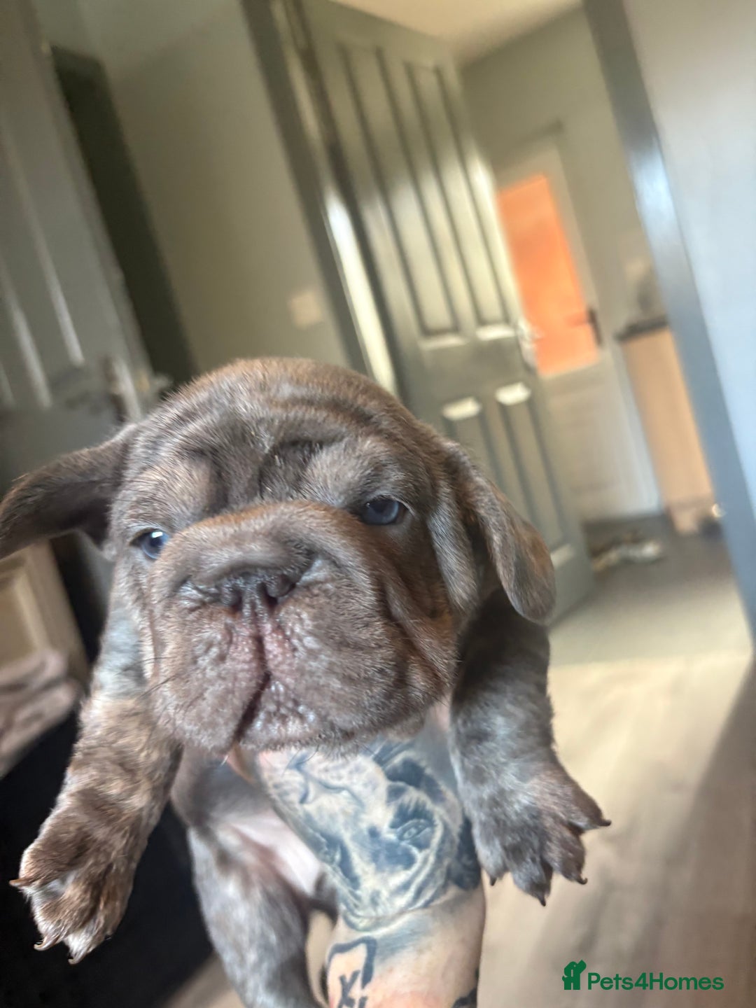 French Bulldog dogs for sale: Two French bulldogs  ** s - Image 9