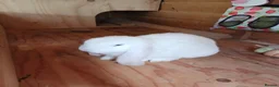 British Giant rabbits for sale: 10 week old white female giant french lop in Bodmin - Advert 4