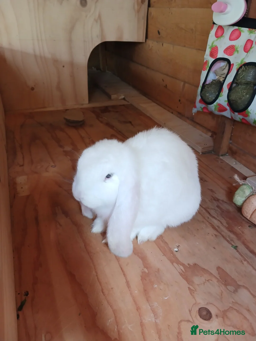 British Giant rabbits for sale: 10 week old white female giant french lop in Bodmin - Advert 4