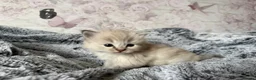 Ragdoll cats for sale: 🌟RAGDOLL KITTENS 🌟 - Advert 20
