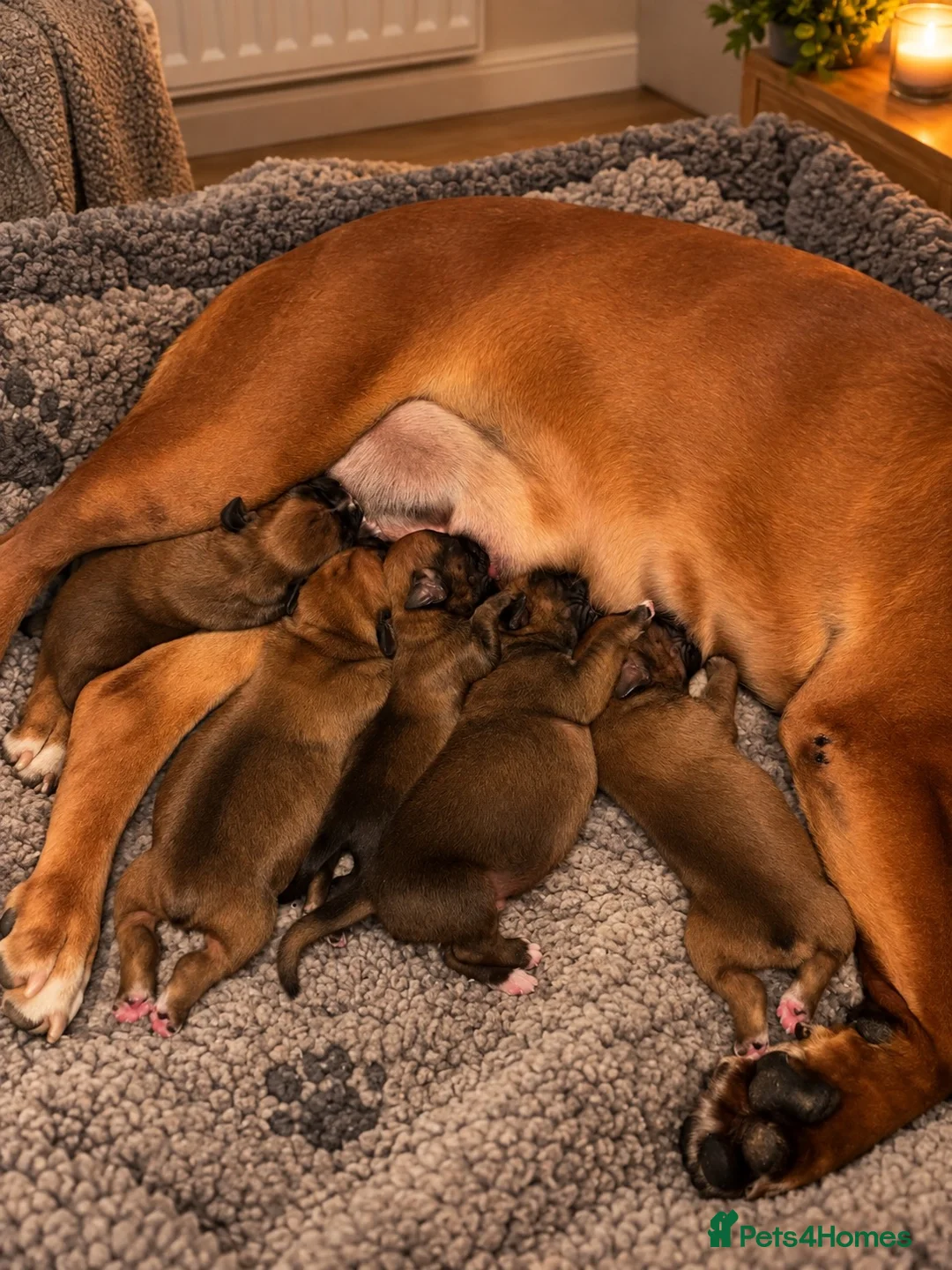 Boxer dogs for sale: Beautiful Bobtailed Boxer puppies - Advert 1