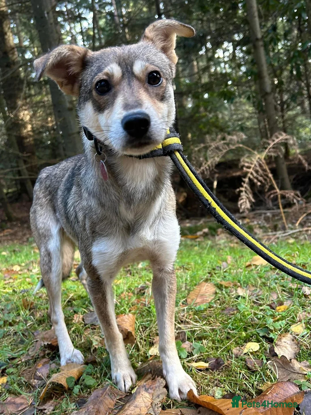 Mixed Breed dogs for adoption: Fizz - Norwich Norfolk  in Norwich - Advert 5