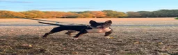 English Bull Terrier dogs for stud: Tri English bull terrier stud proven - Advert 13