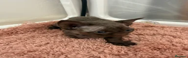 Devon Rex Kitten 9