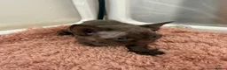 Devon Rex cats for sale: 1 girl and one boy left 😻 - Advert 26