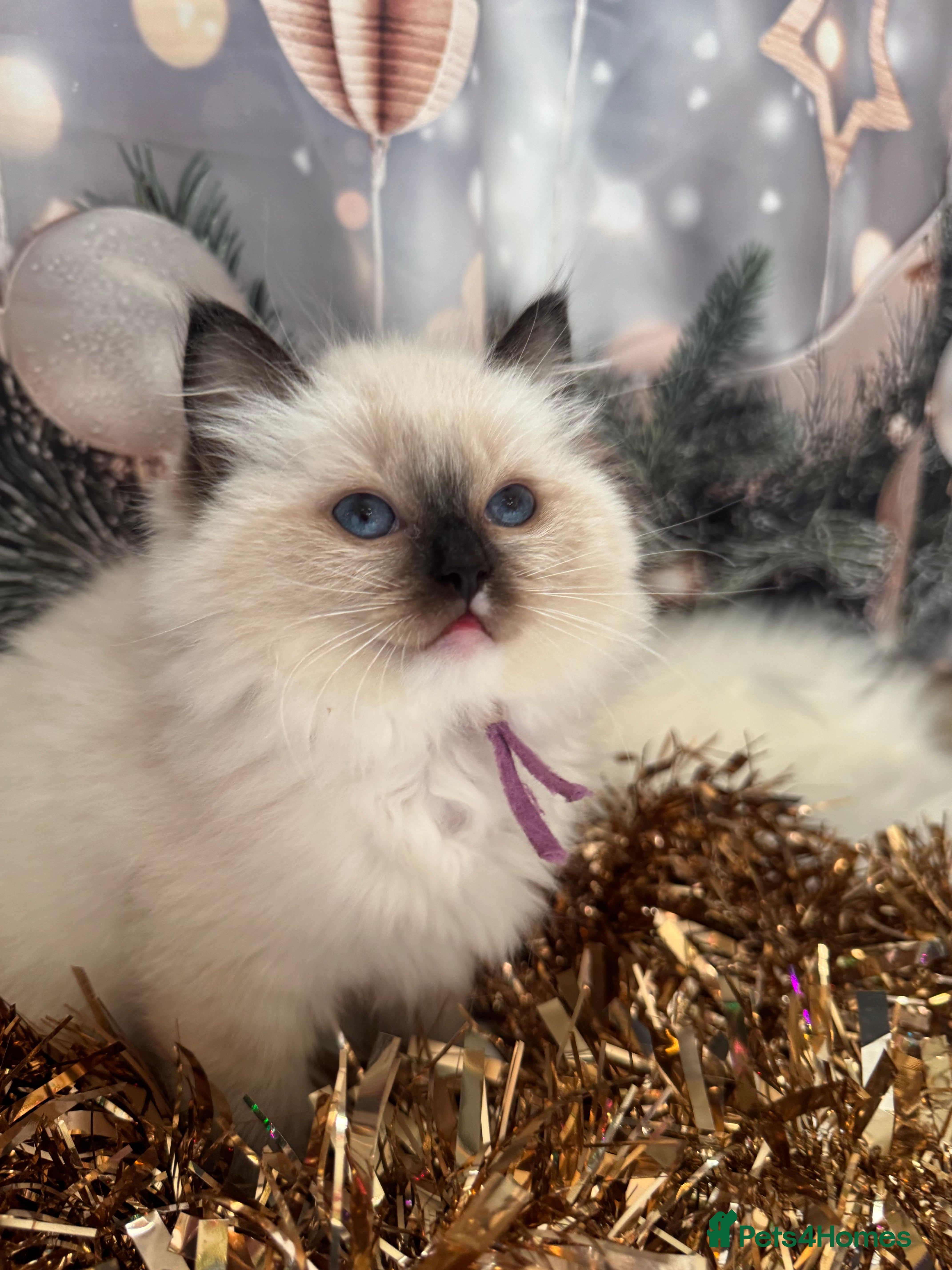 Ragdoll cats  READY NOW! ragdoll grand champion kittens 🏆 - Advert 18