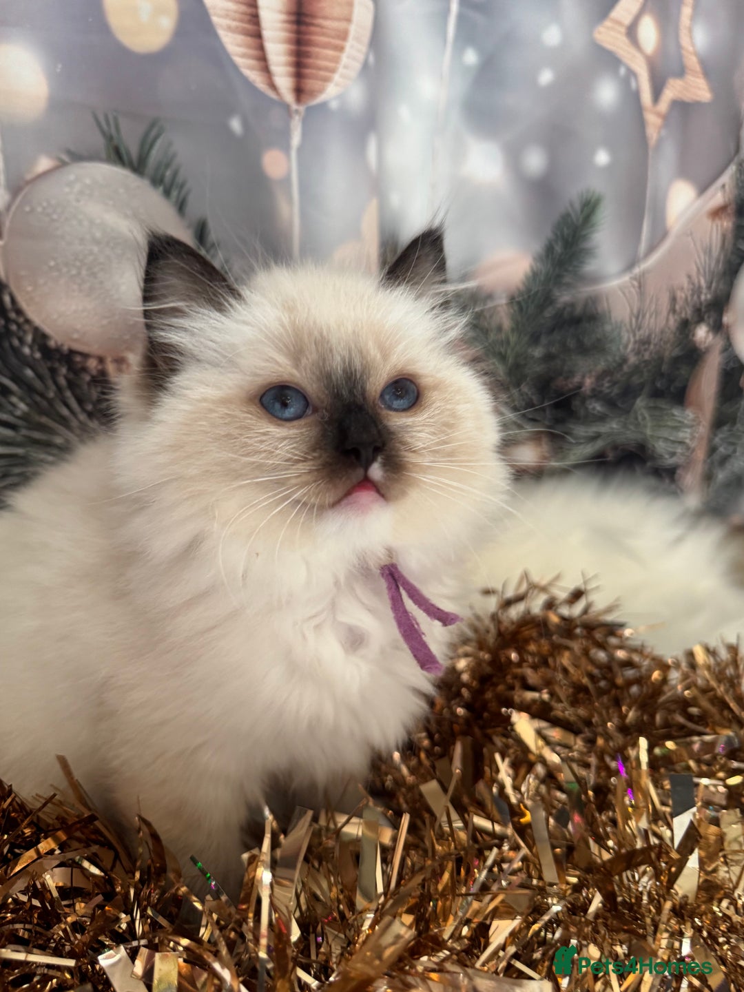 Ragdoll cats for sale: 🏆 gccf ragdoll grand champion kittens 🏆 - Advert 10