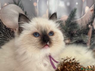 Ragdoll cats READY NOW! ragdoll grand champion kittens 🏆 - Advert 2