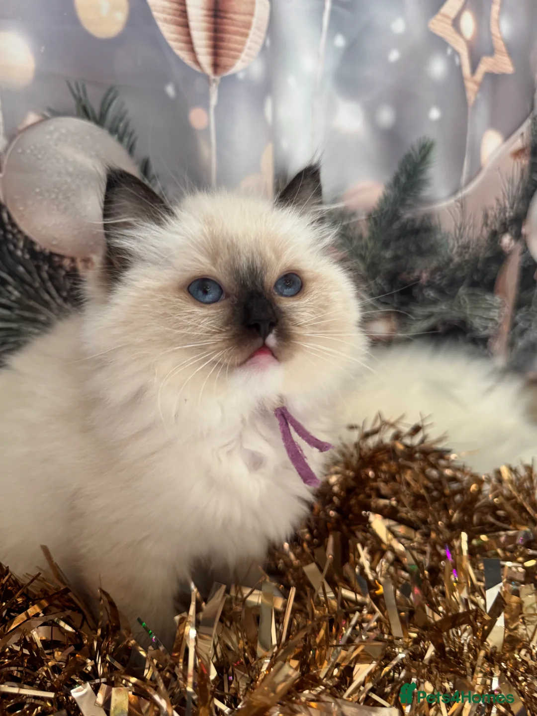 Ragdoll cats for sale:  READY NOW! ragdoll grand champion kittens 🏆 - Advert 1