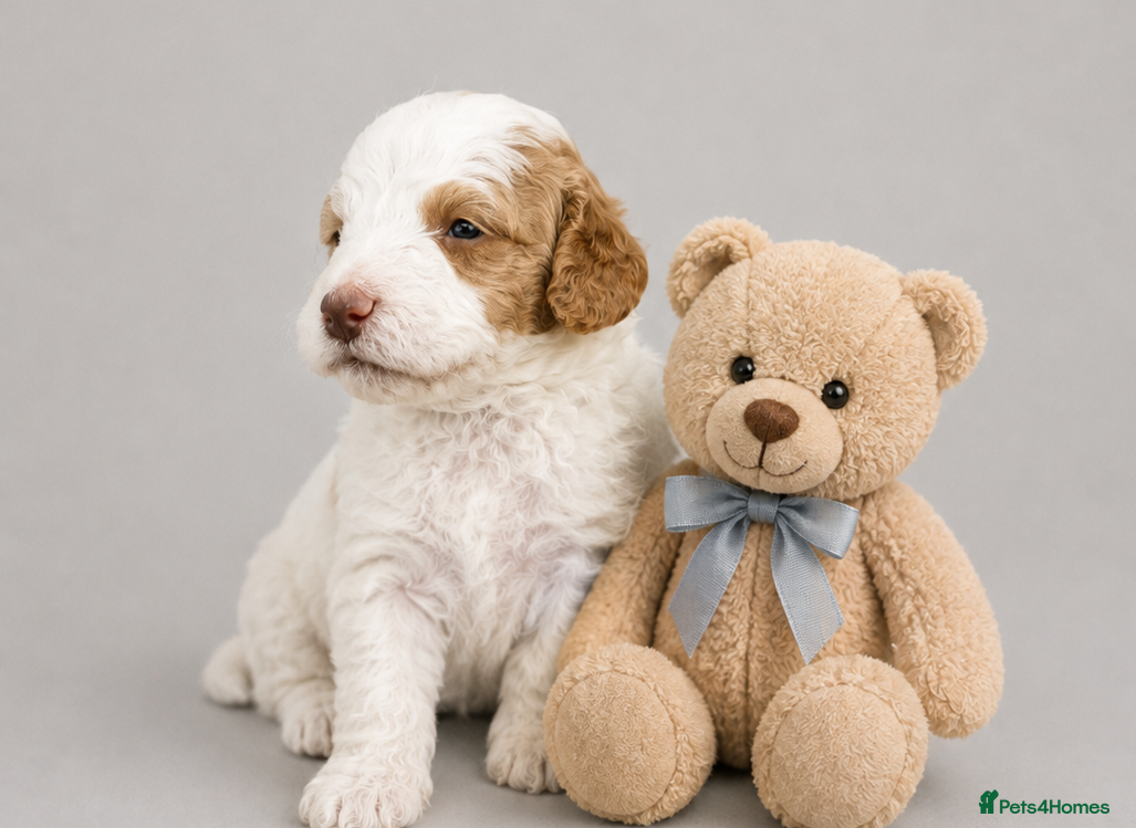 Cockapoo dogs Merles Blondes Apricots F2 Cockapoo Puppies  - Advert 2