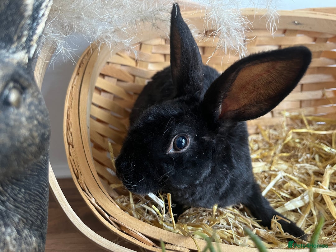 Mixed Breed rabbits for sale: Mixed breed bunnies for sale £30 each - Image 7