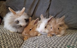 Lionhead rabbits for sale: Lionhead baby rabbits  - Image 1