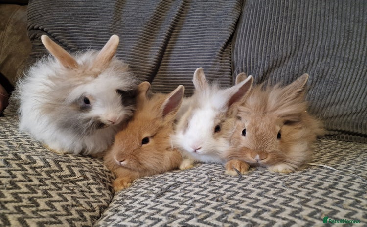Lionhead rabbits - Advert 1