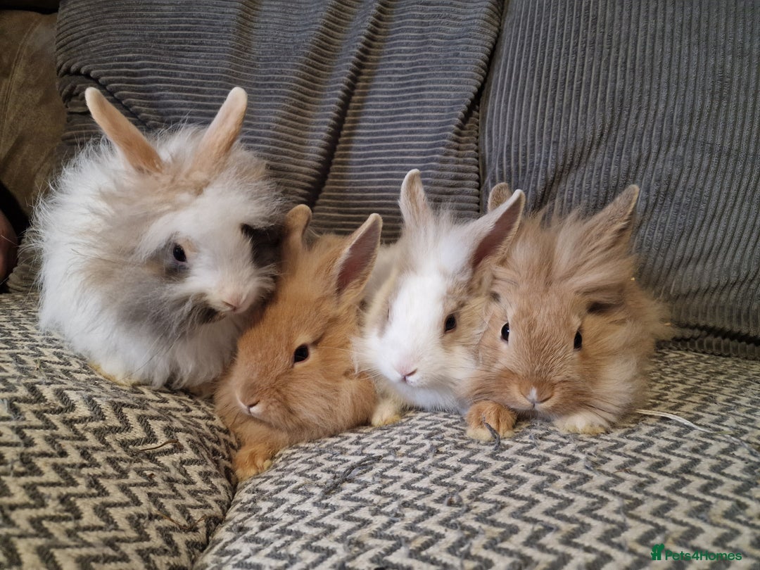 Lionhead rabbits for sale: Lionhead baby rabbits  - Image 1