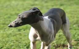 Italian Greyhound dogs for sale: Italian Greyhounds 5 Star Licensed Breeder - Image 8