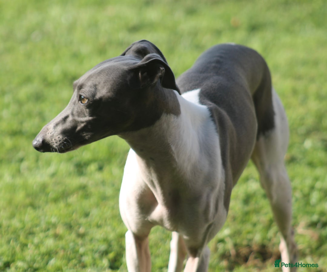 Italian Greyhound dogs for sale: Italian Greyhounds 5 Star Licensed Breeder - Image 8