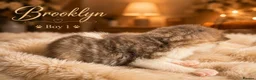 Norwegian Forest Cat cats for sale: 3 beautiful boys raised in family home  - Advert 4