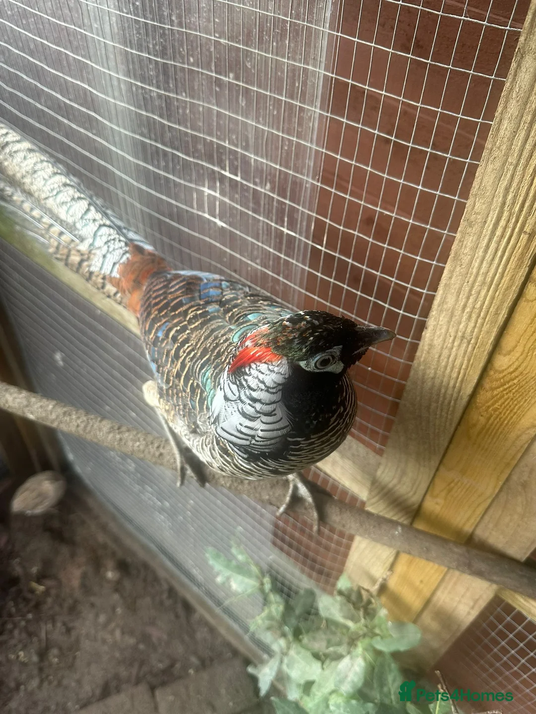 Pheasants poultry for sale: Male Lady Amherst Pheasant - Advert 2