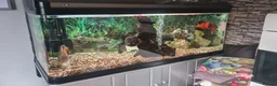 Cichlids fish for sale: Oscar Cichlid  - Advert 3