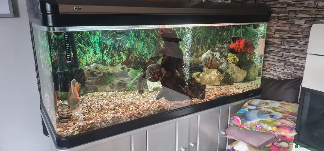 Cichlids fish for sale: Oscar Cichlid  - Advert 3