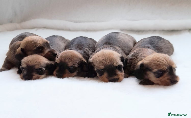 Miniature Dachshund dogs - Advert 8