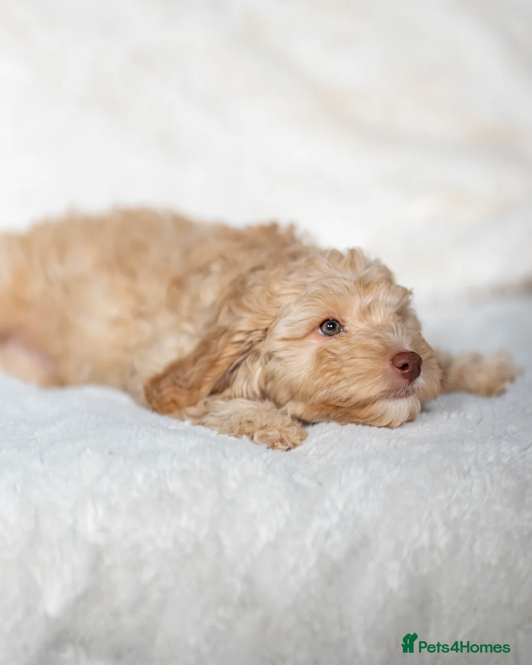 Cockapoo dogs for sale: 6 Stunning Cockapoo Puppies - Advert 8