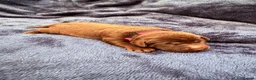 Labrador Retriever dogs for sale: Chocolate Labrador Puppies in Spalding - Advert 5