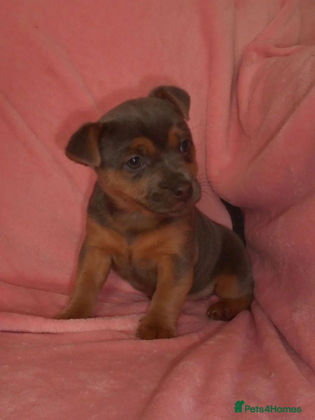 Jack Russell dogs for sale: Beautiful Jack Russell puppy’s  in Kidderminster - Advert 6