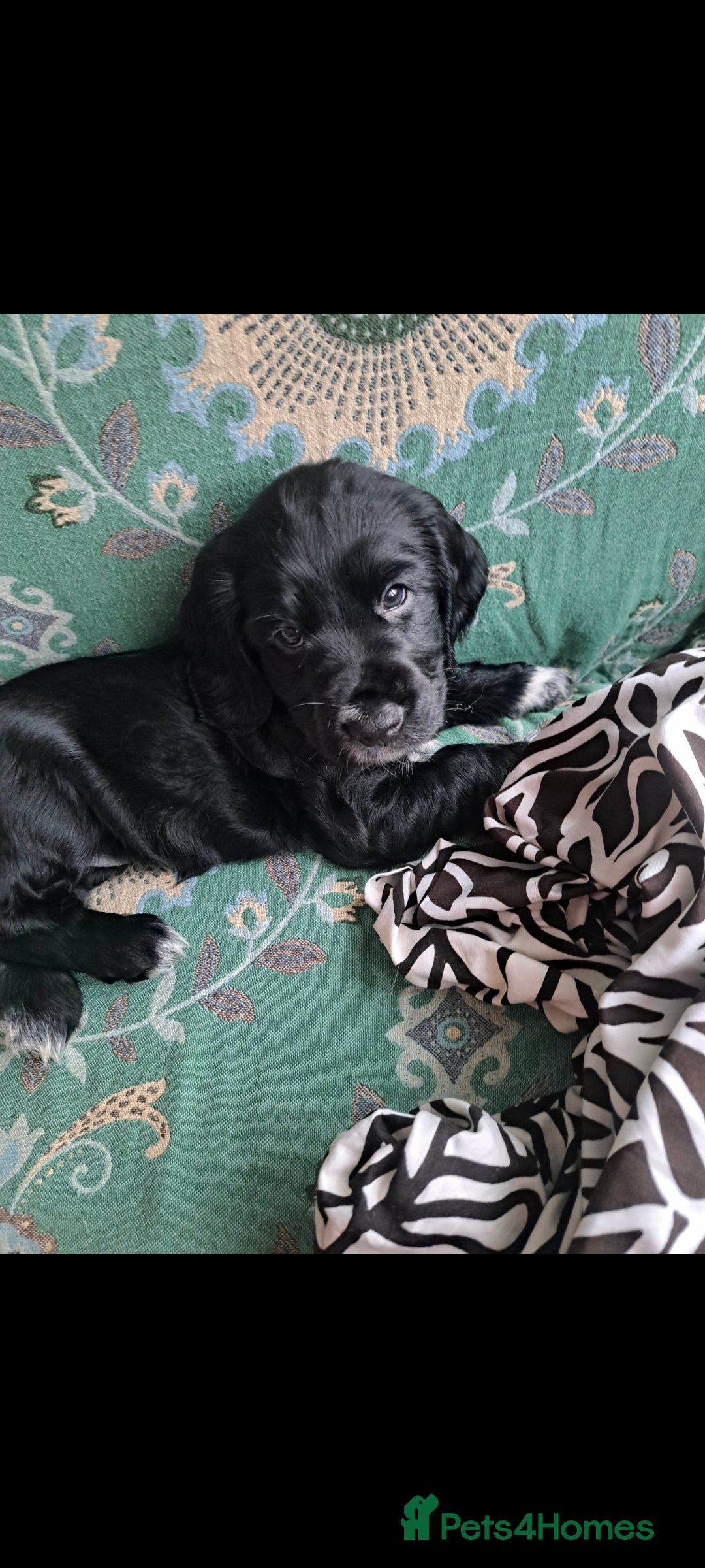 Cocker Spaniel dogs for sale: Puppy Cocker Spaniel 8 weeks girl - Advert 2