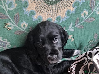 Cocker Spaniel dogs Puppy Cocker Spaniel 8 weeks girl - Advert 1