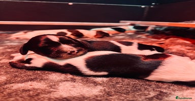 English Springer Spaniel dogs KC English Springer Spaniels  - Advert 3