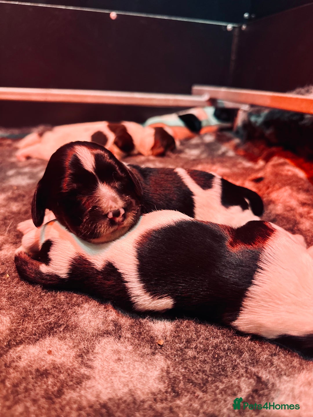 English Springer Spaniel dogs for sale: KC English Springer Spaniels  - Advert 9