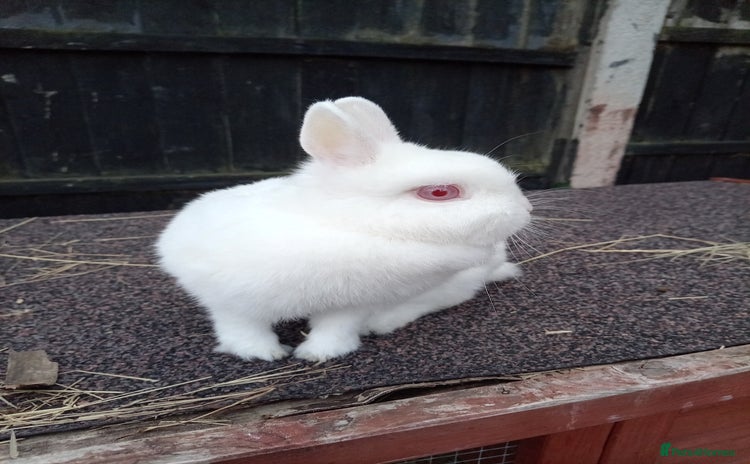 Netherland Dwarf rabbits - Advert 8