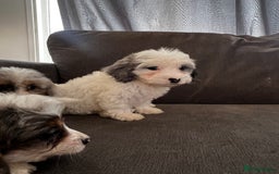 Cockapoo dogs for sale: 5 beautiful cockapoos - Image 6