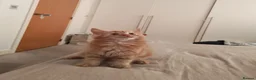 Mixed Breed cats for sale: Cute ginger girl left - Advert 5