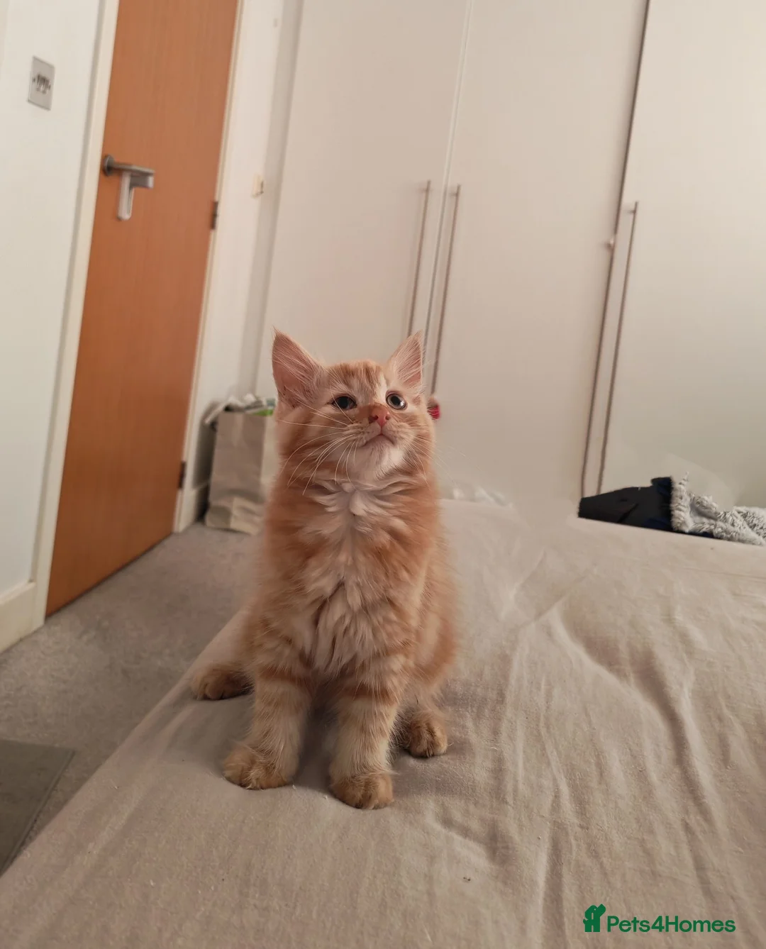 Mixed Breed cats for sale: Cute ginger girl left - Advert 5