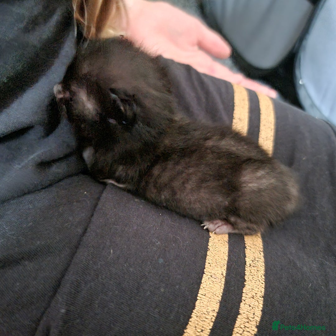 Mixed Breed cats for sale: Kittens - Image 4