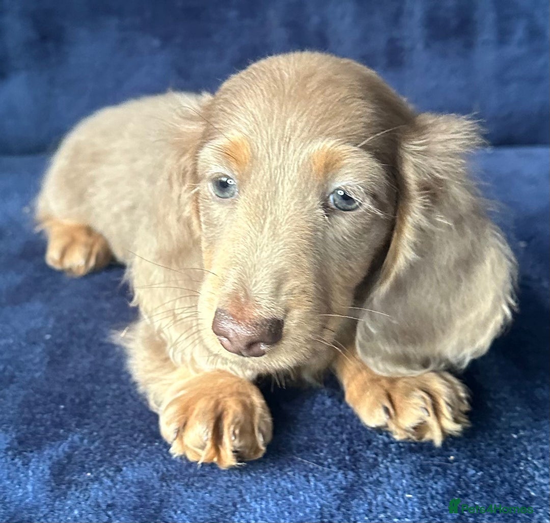 Miniature Dachshund dogs for sale: Isabella long haired boy available  - Advert 13