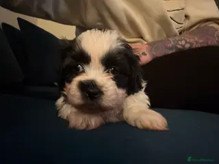 Shihpoo dogs Shih poo - Advert 1