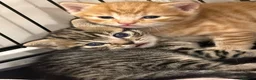 Mixed Breed cats for sale: Adorable Tabby Kittens - Ready to leave 15/08 in Buntingford - Advert 7