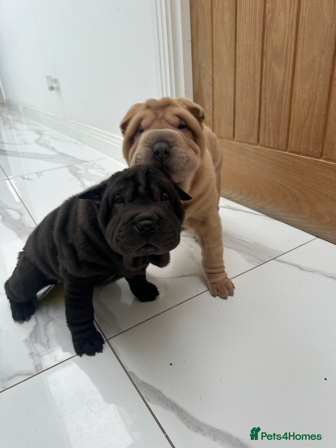 Shar Pei dogs for sale: Bear coat shar pei - Advert 9