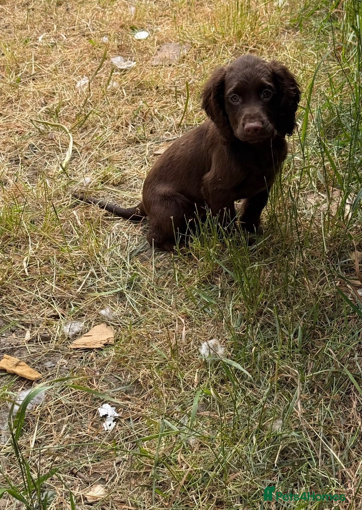 Cocker Spaniel dogs £900 my nickname is big tubs i love cu - Advert 2
