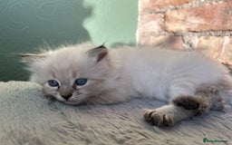 Siberian cats for sale: 😍 Siberian Neva Masquerade kittens 😍 - Image 13