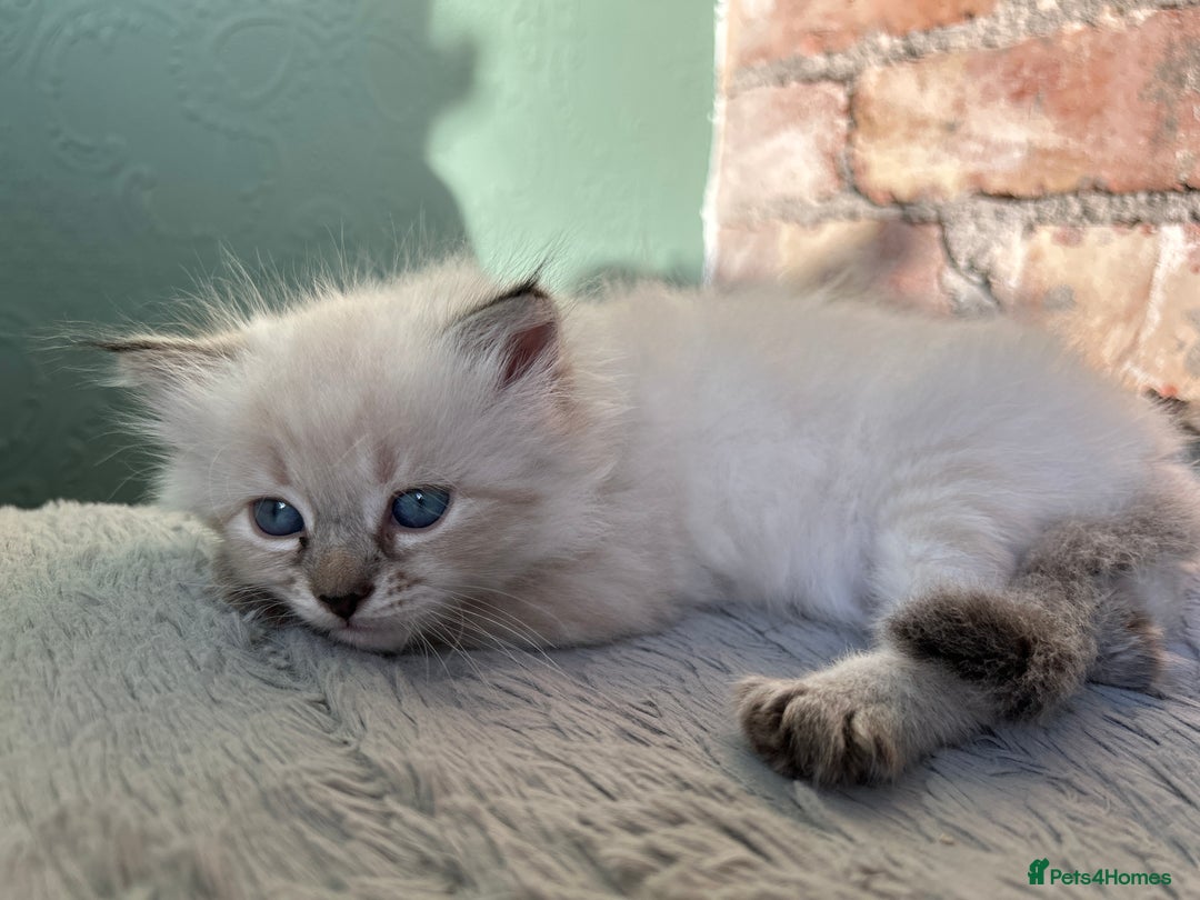 Siberian cats for sale: 😍 Siberian Neva Masquerade kittens 😍 - Image 13