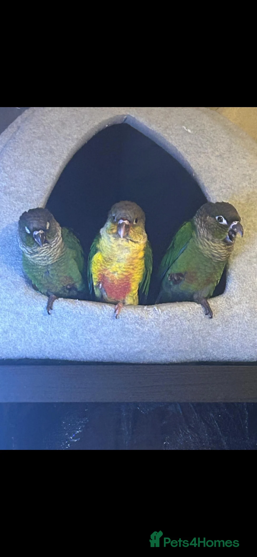 Conures birds for sale: Conure babies - Advert 4