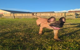 Belgian Shepherd Dog dogs for sale: Rehoming  - Image 1